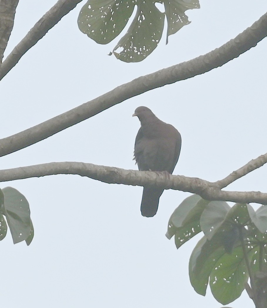 Red-billed Pigeon - ML616806446