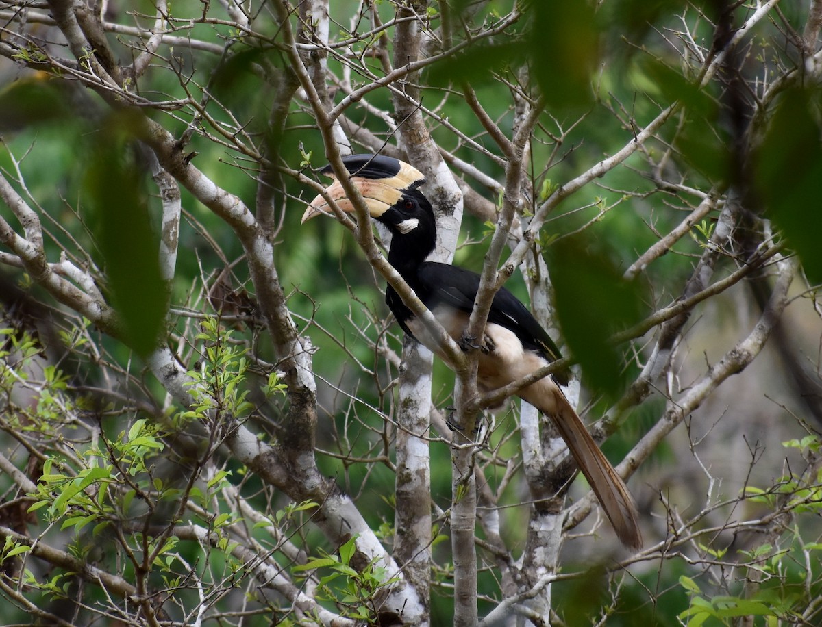 Malabar Pied-Hornbill - ML616806448