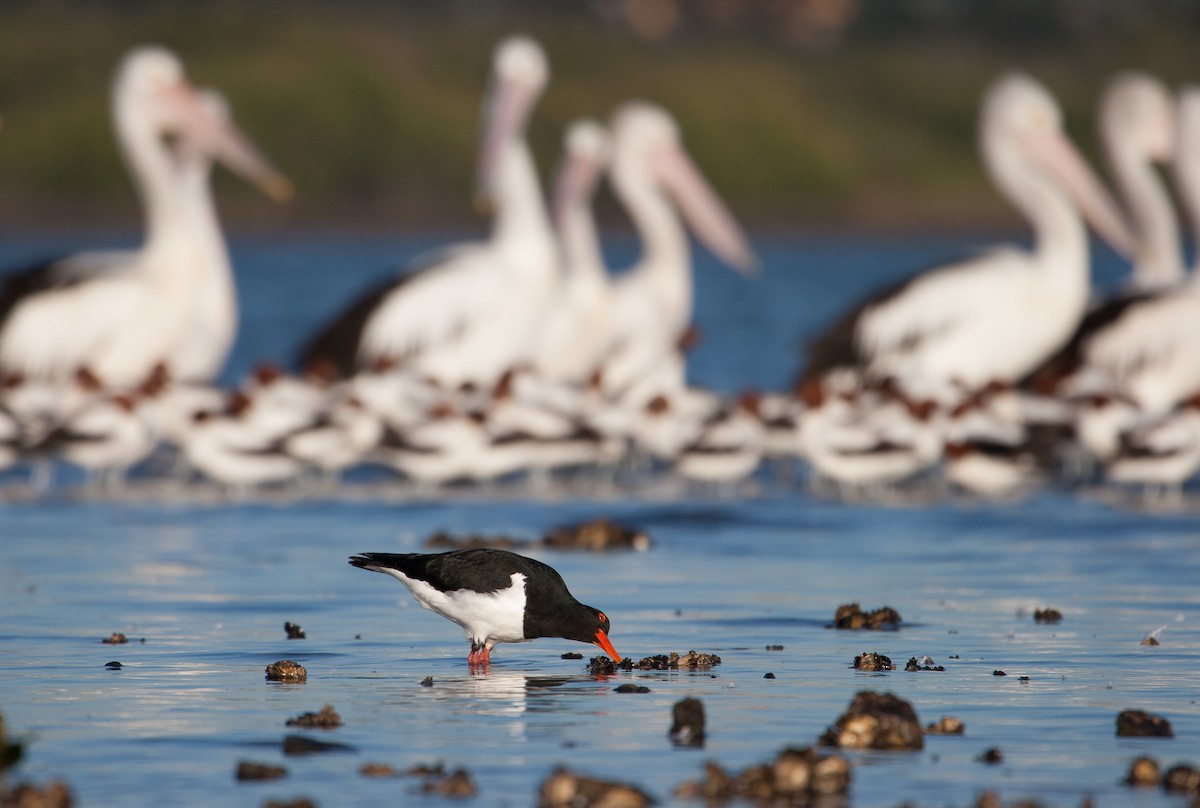 Pied Oystercatcher - michael todd