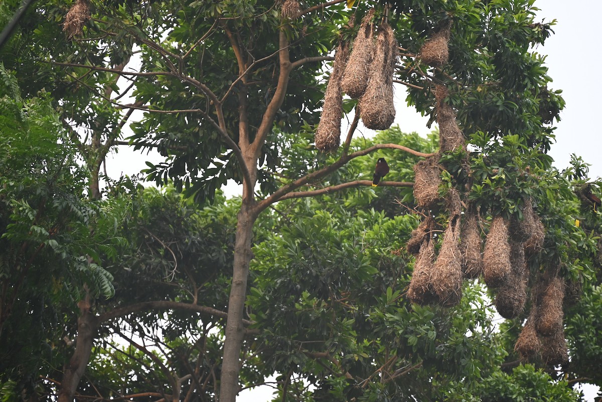 Montezuma Oropendola - ML616806495