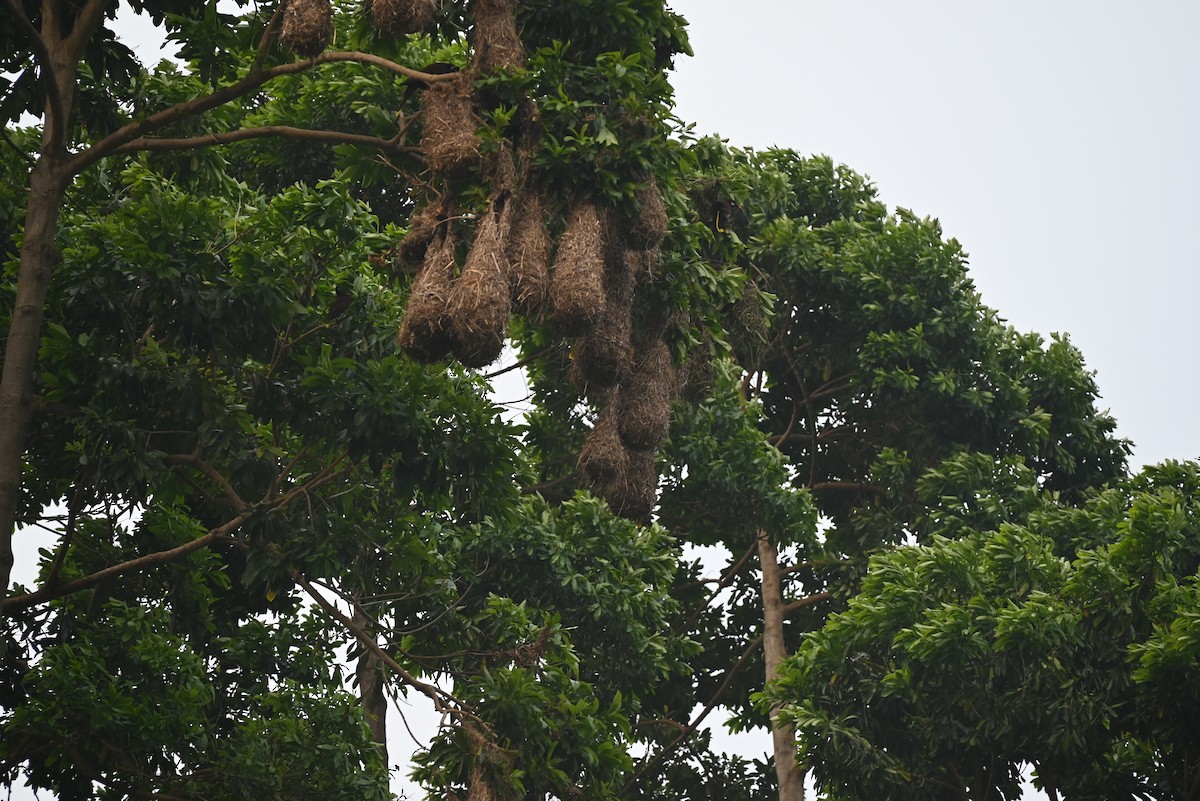 Montezuma Oropendola - ML616806496