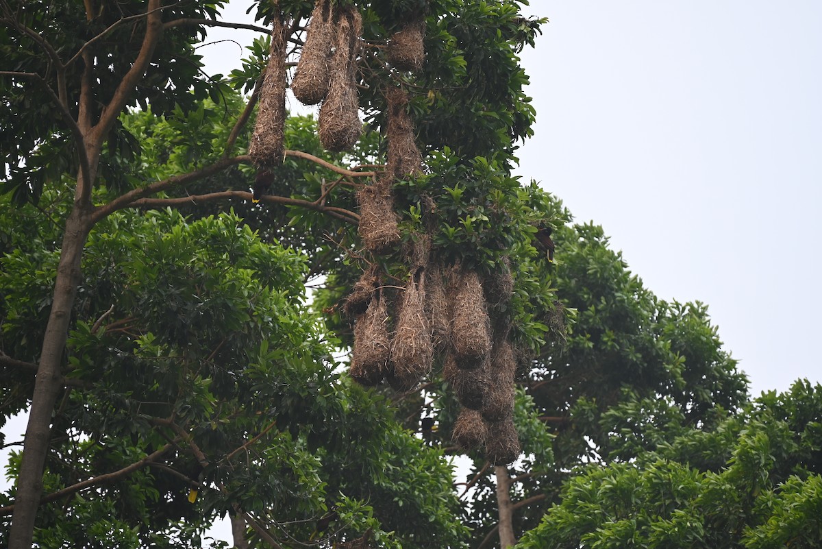 Montezuma Oropendola - ML616806497