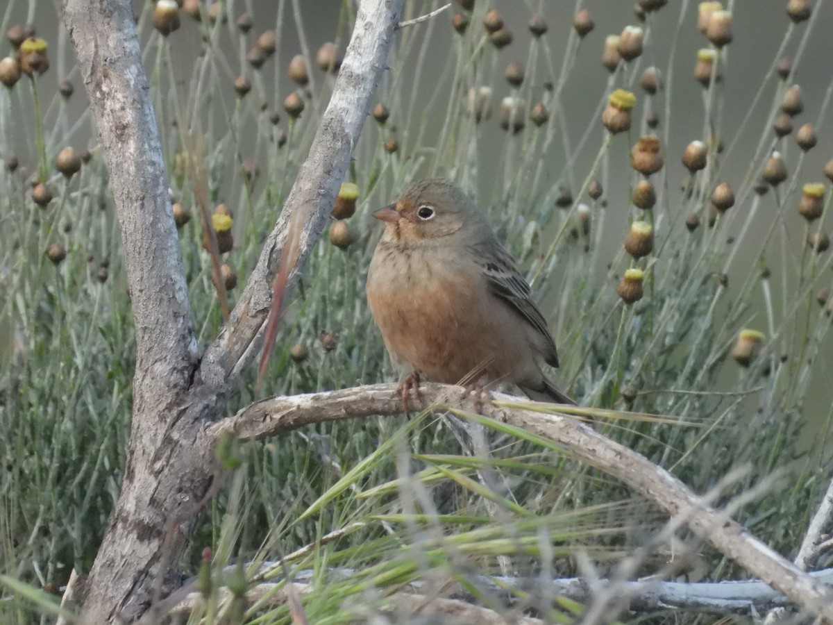 Cretzschmar's Bunting - Val Milek