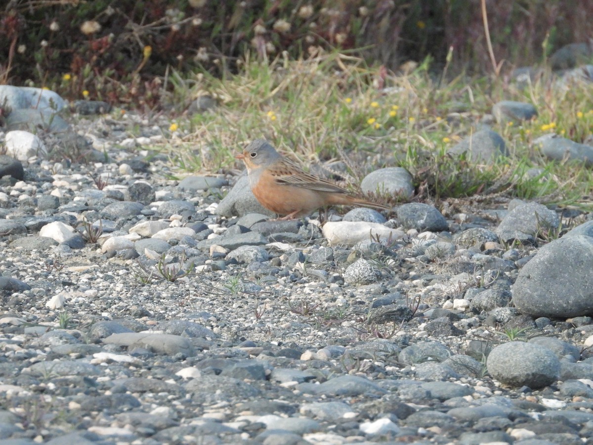 Cretzschmar's Bunting - ML616806517