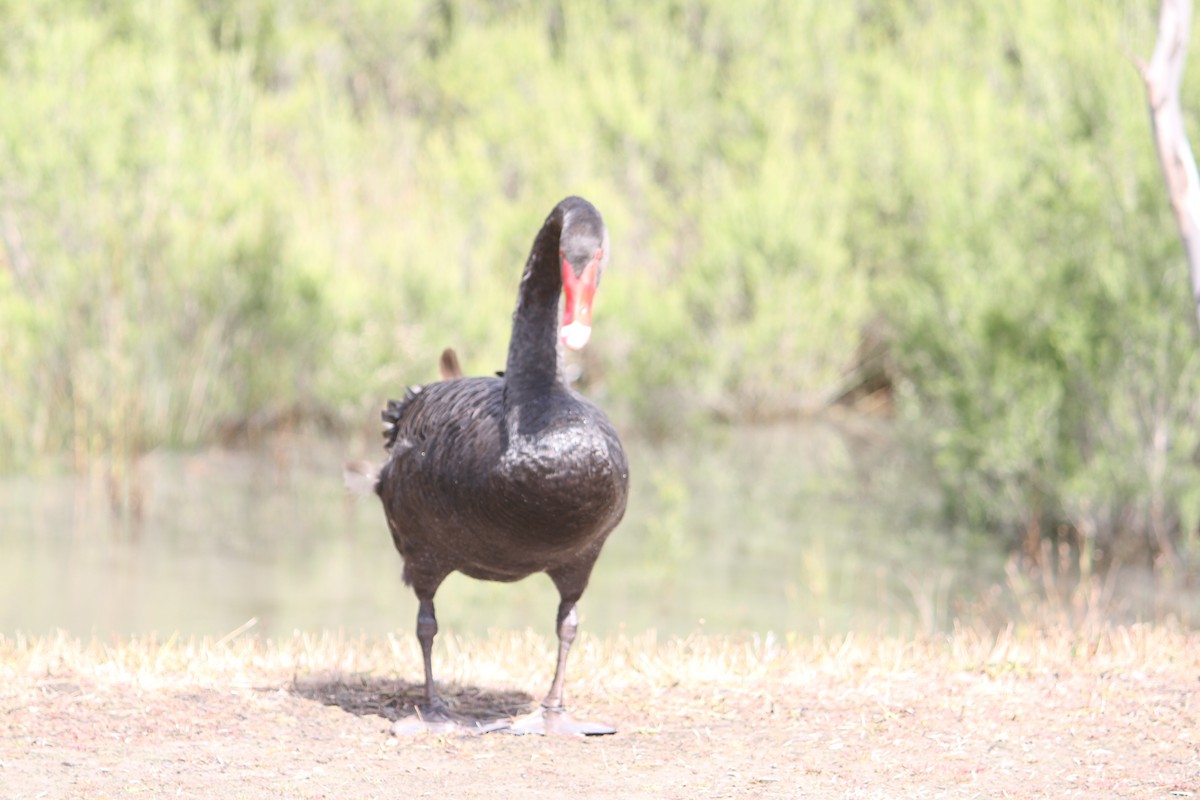 Black Swan - ML616806526