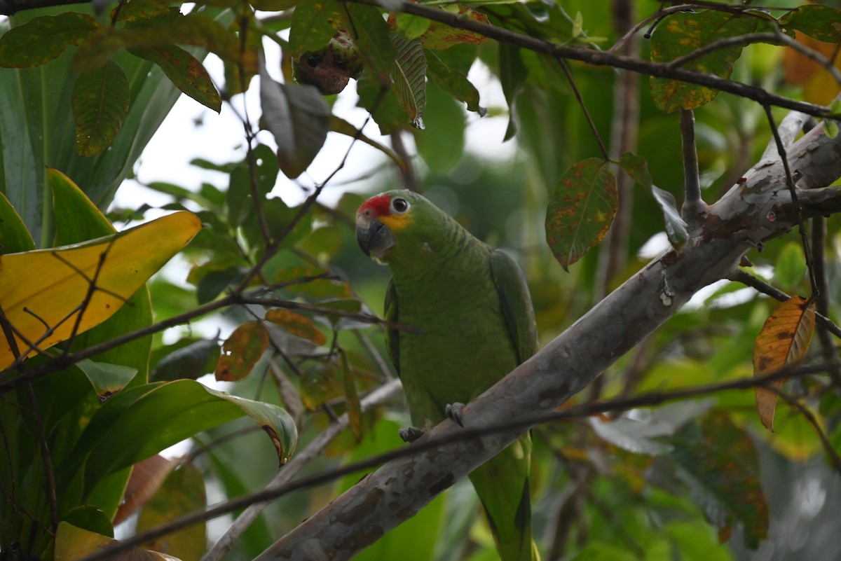 Red-lored Parrot - ML616806534