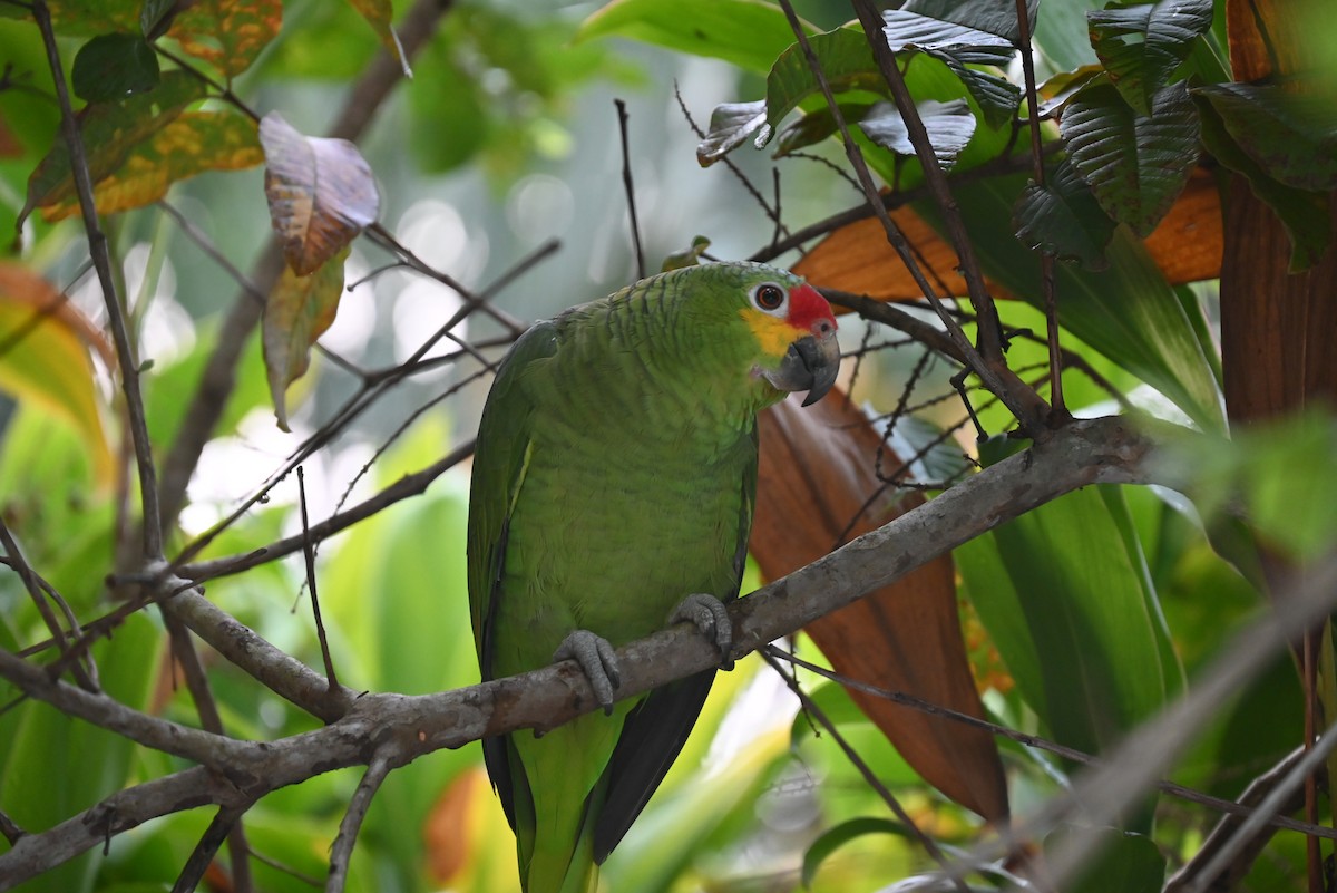 Red-lored Parrot - ML616806535