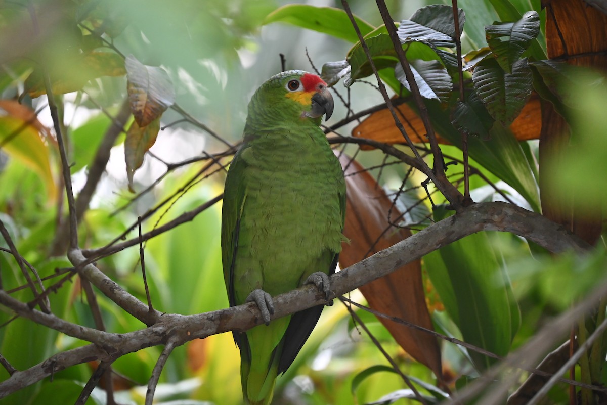 Red-lored Parrot - ML616806536