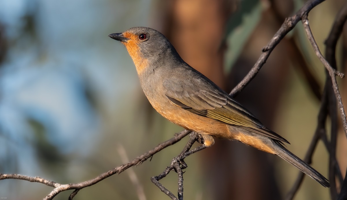 Red-lored Whistler - Cary Lewis