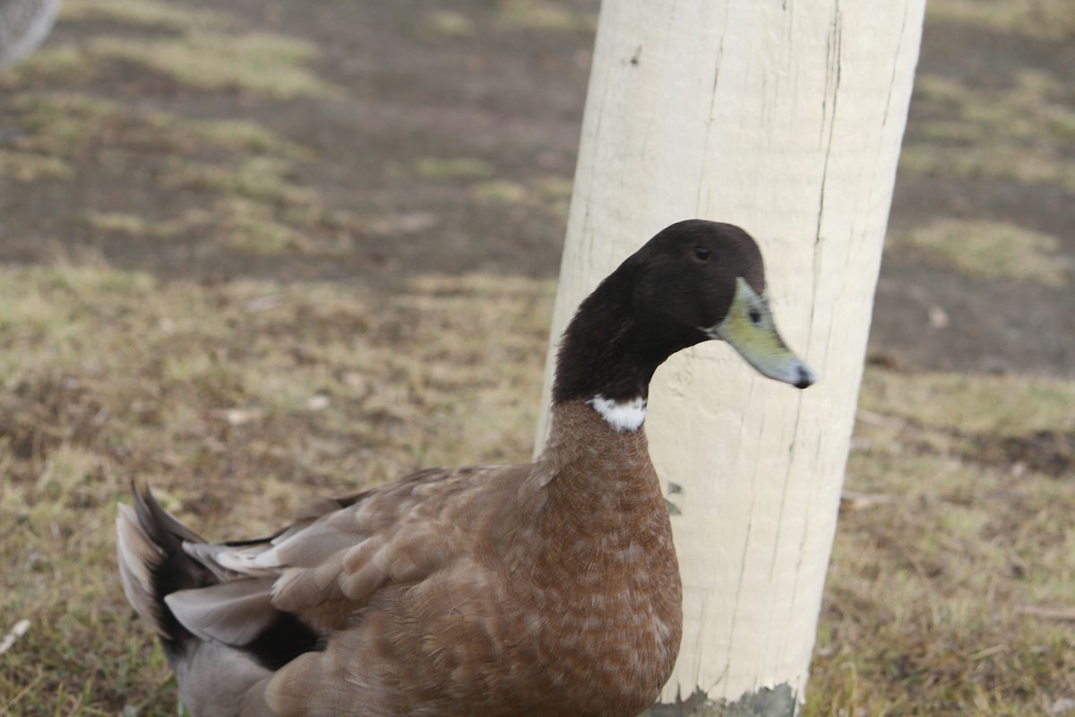 Mallard (Domestic type) - ML616806546