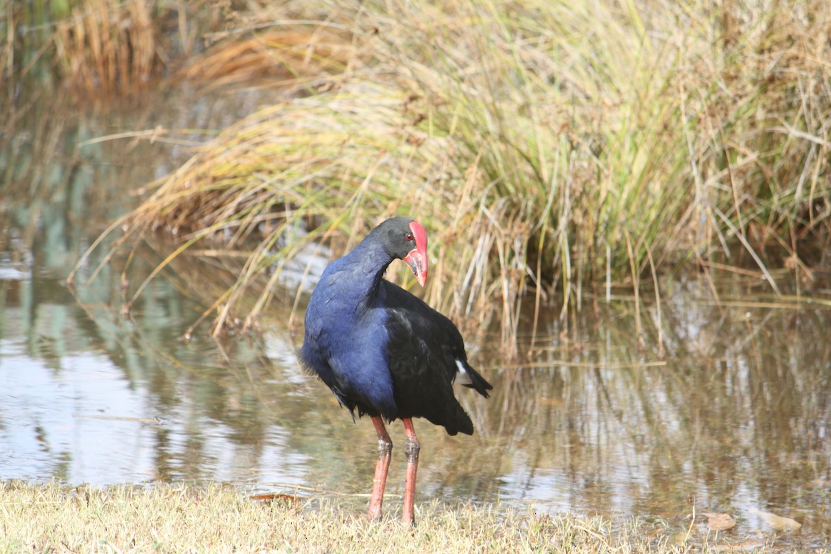 Australasian Swamphen - ML616806559