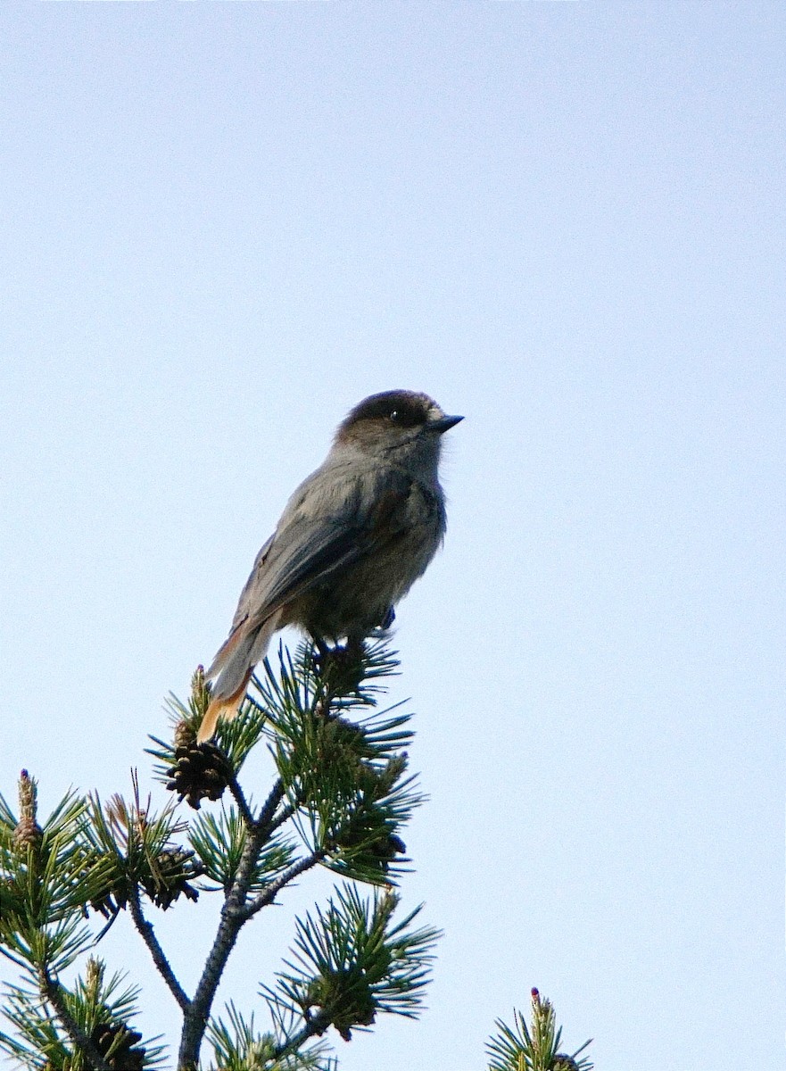 Siberian Jay - ML616806594