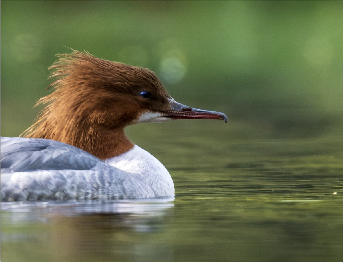 Common Merganser - ML616806598