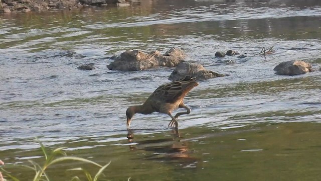 Watercock - ML616806634