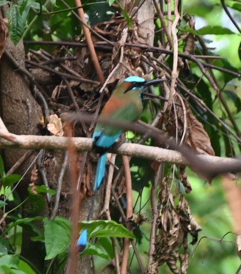 Turquoise-browed Motmot - ML616806662