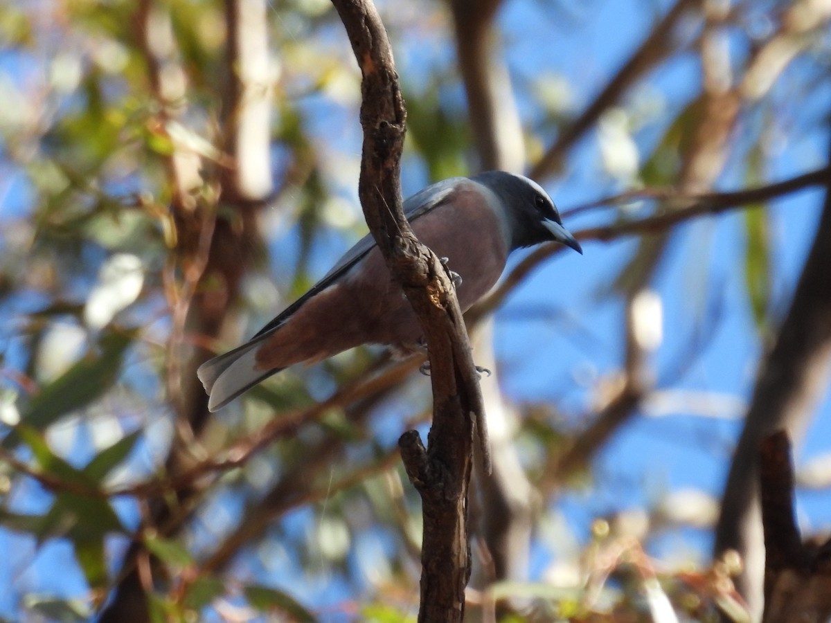 White-browed Woodswallow - ML616806672