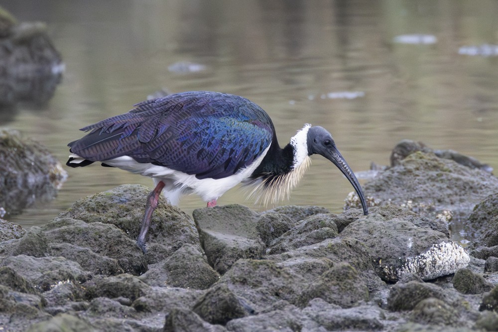 Straw-necked Ibis - ML616806687