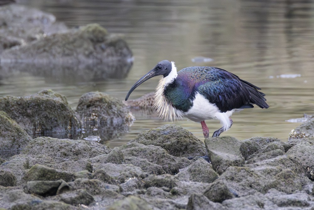 Straw-necked Ibis - Ron` Waters