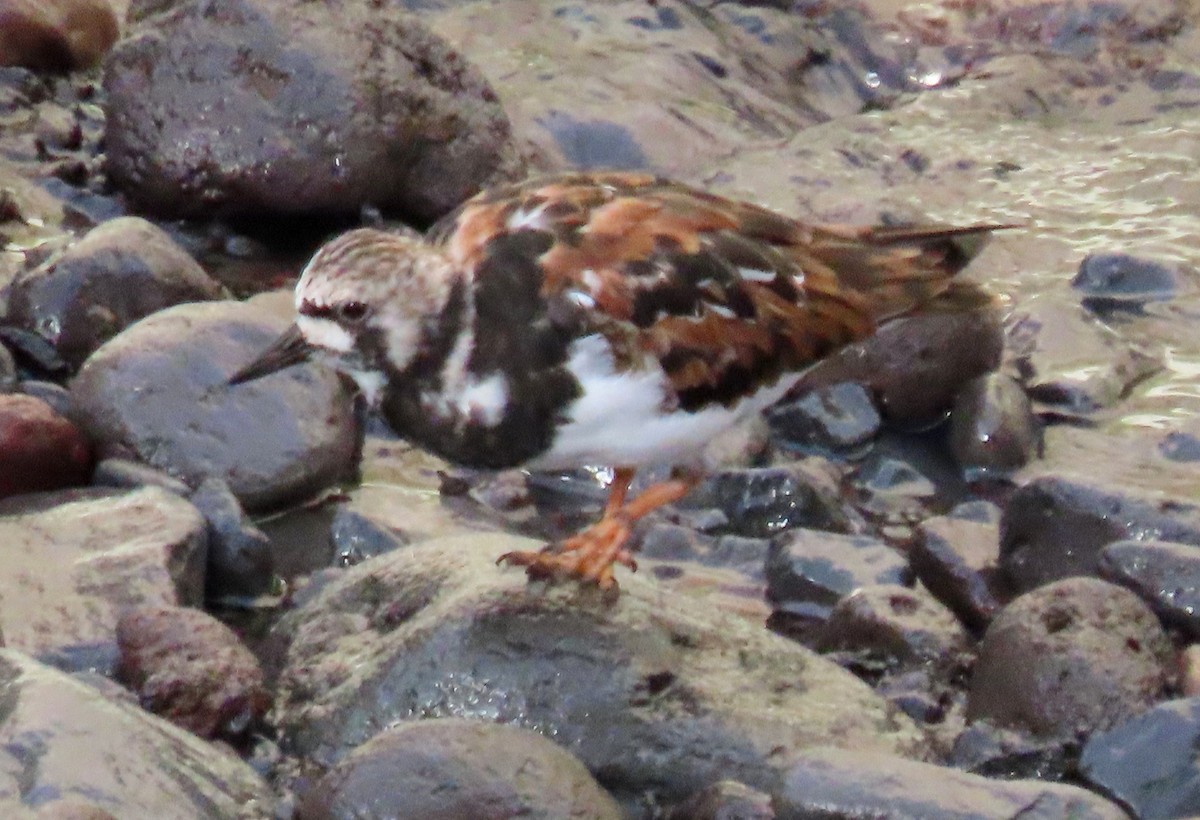 Ruddy Turnstone - ML616806690