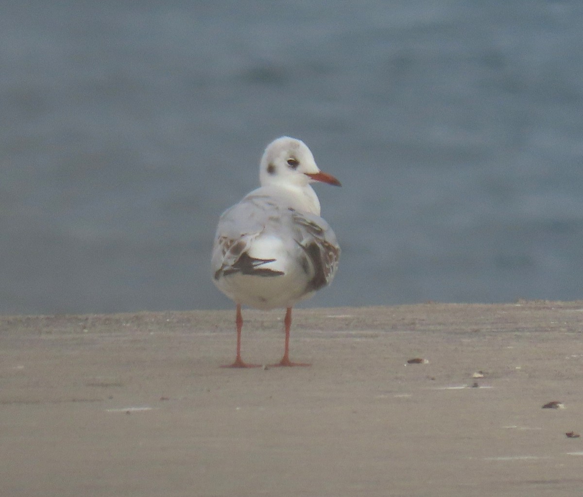 Black-headed Gull - ML616806693