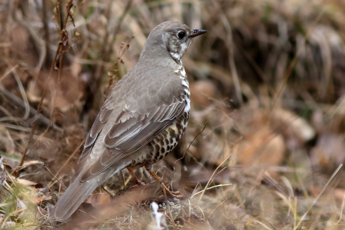 Mistle Thrush - ML616806719