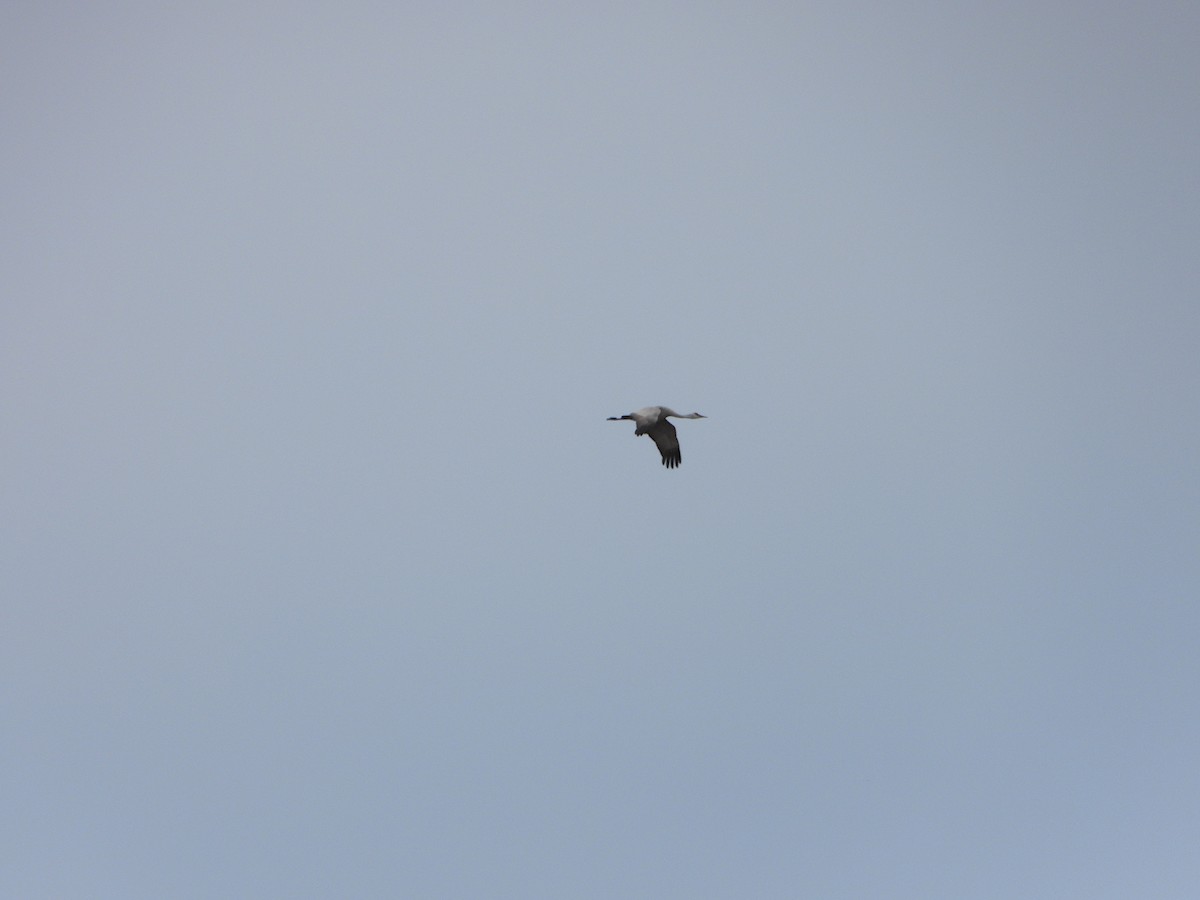 Sandhill Crane - ML616806732