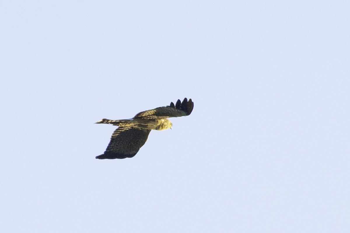 Spotted Harrier - Peter Stevens