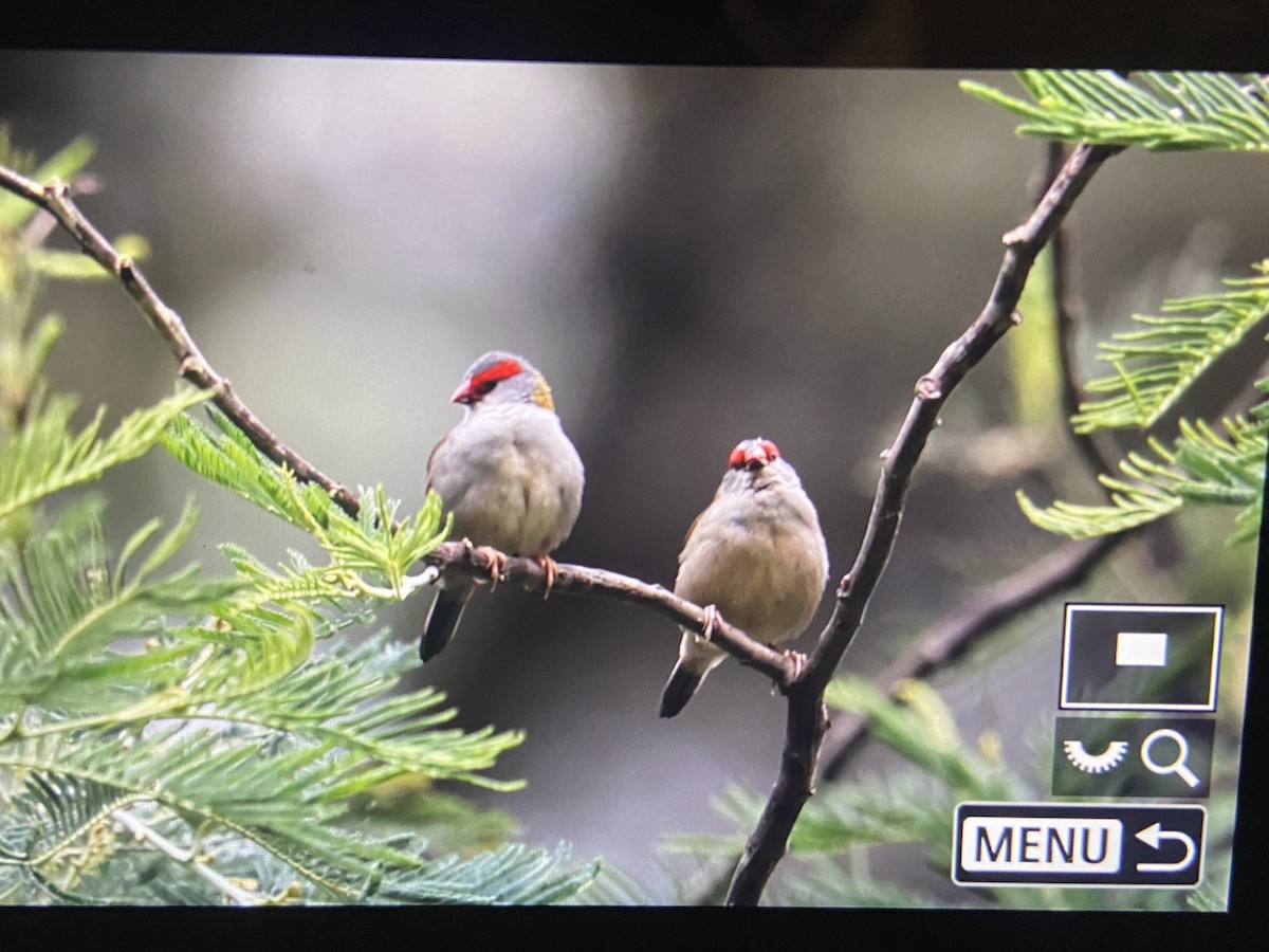 Red-browed Firetail - ML616806741