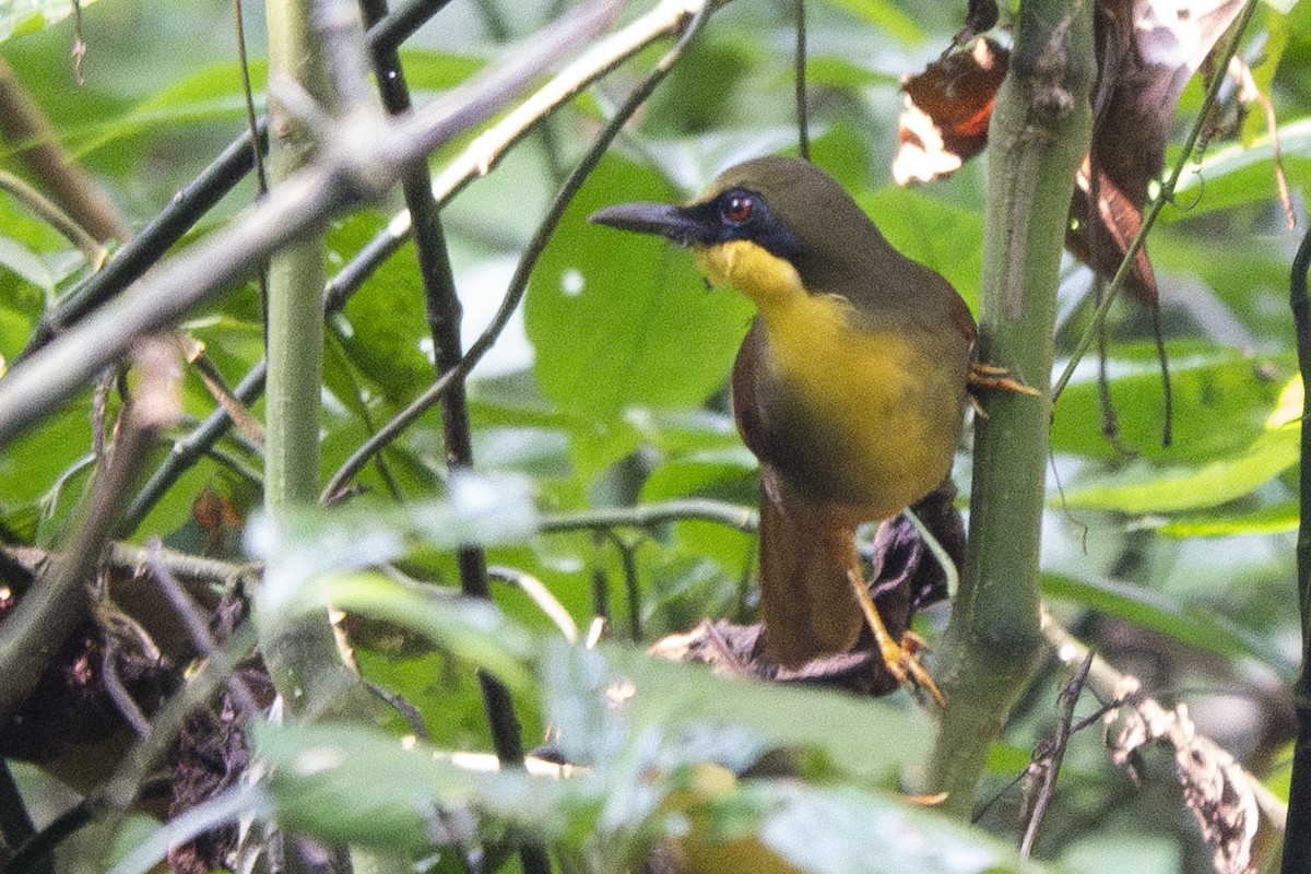 Rufous-vented Laughingthrush - ML616806765