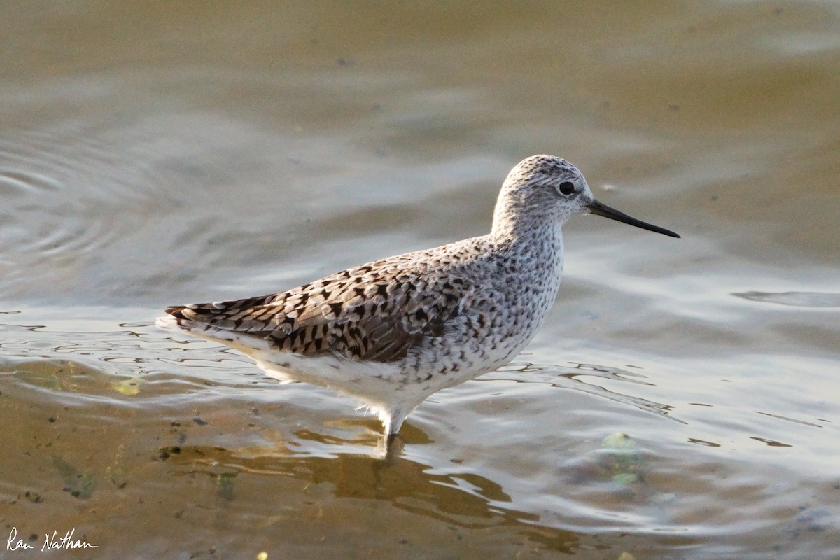 Marsh Sandpiper - ML616806767