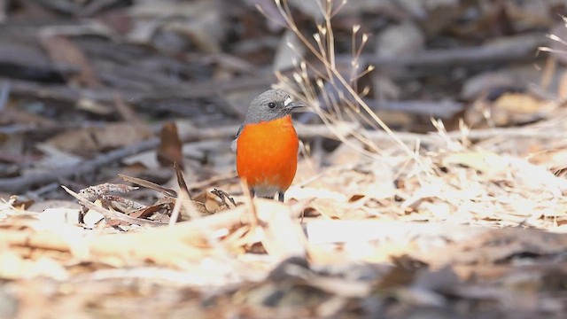 Flame Robin - ML616806768