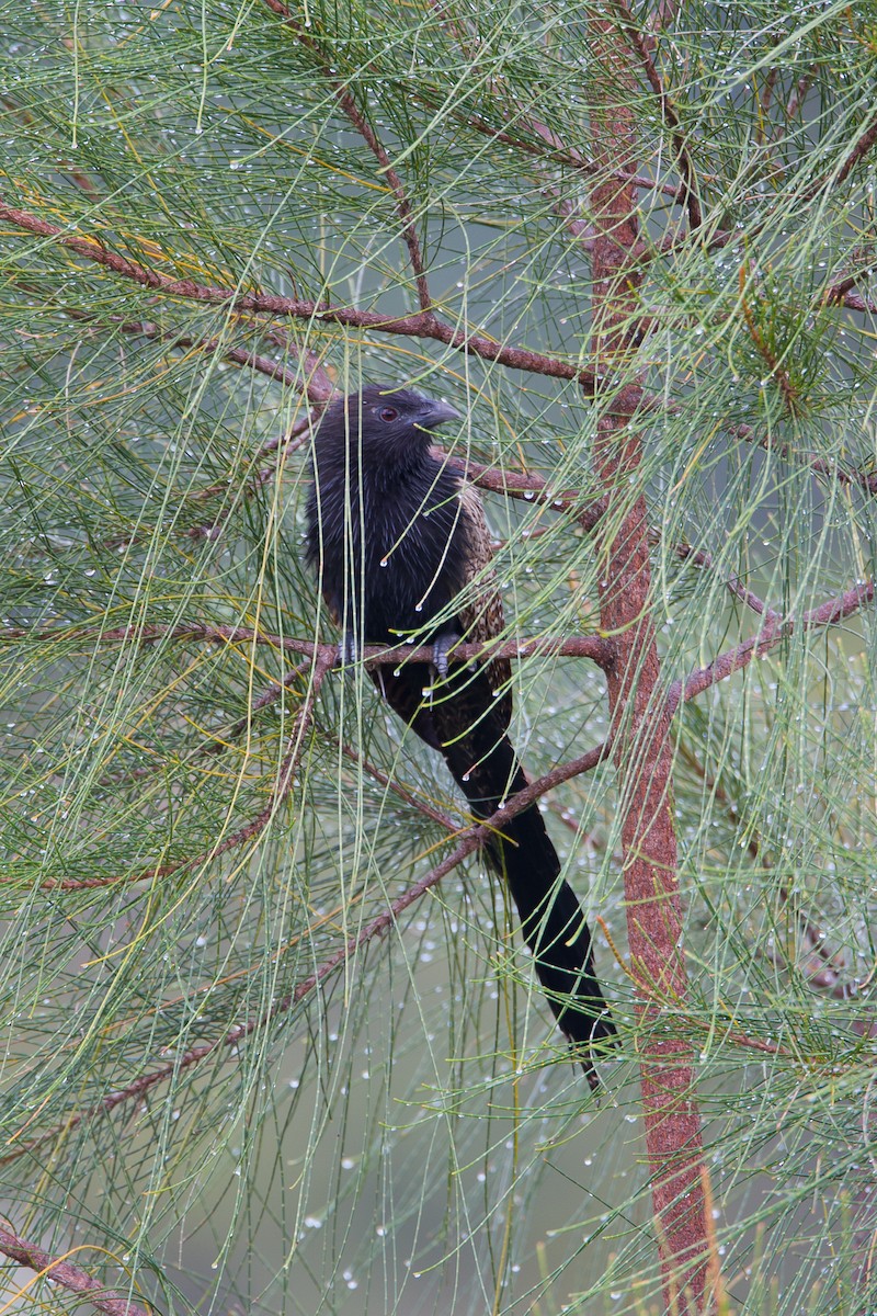 Pheasant Coucal - ML616806771