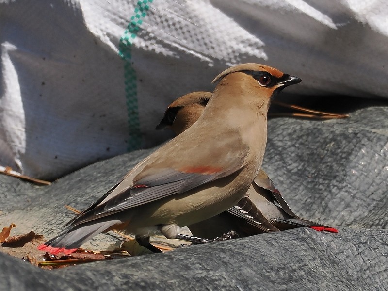 Japanese Waxwing - ML616806772