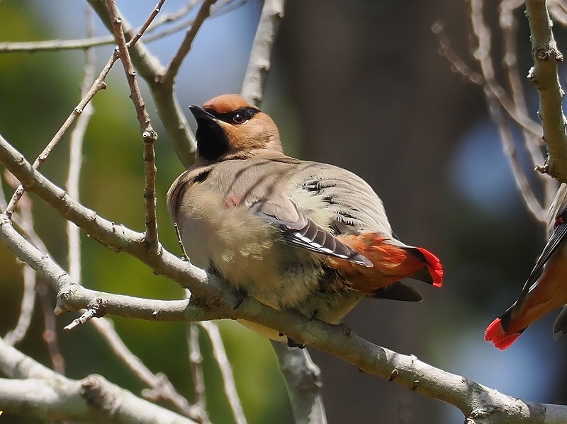 Japanese Waxwing - Osamu Murakami