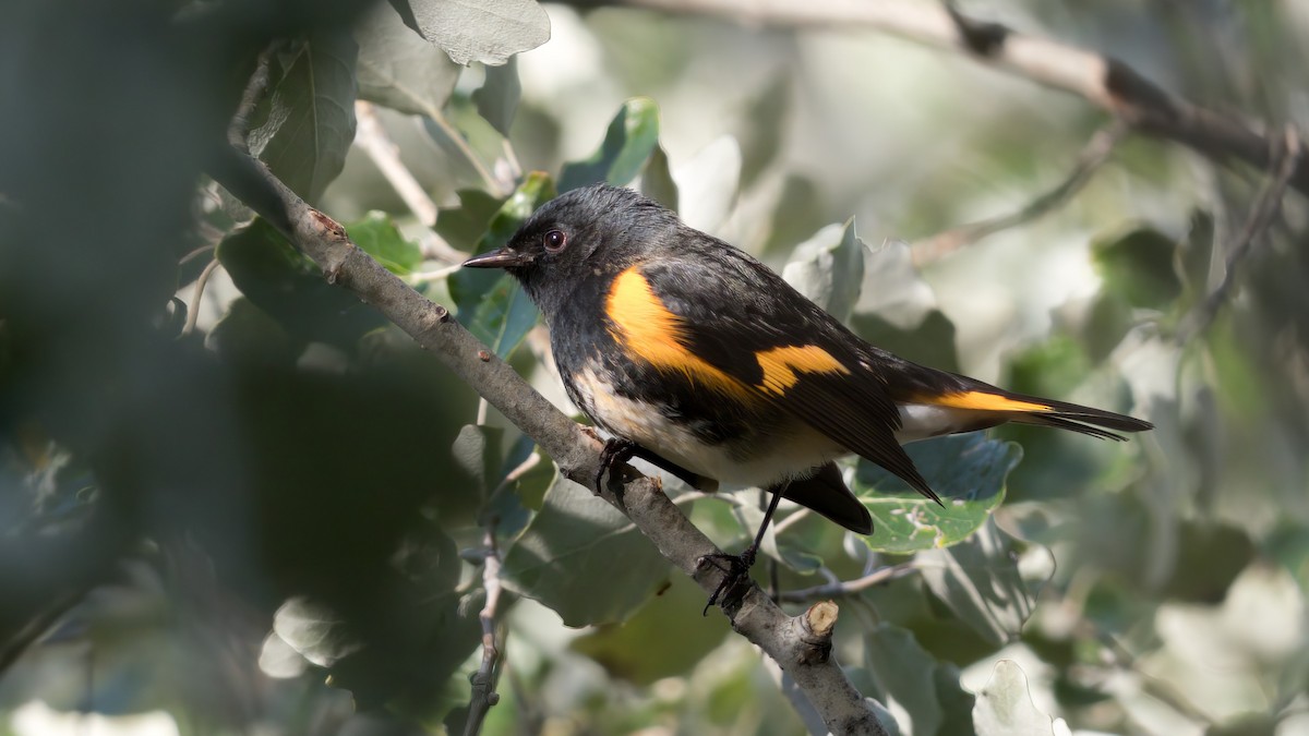 American Redstart - ML616806777