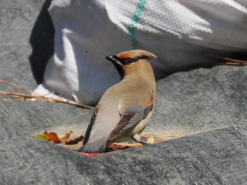 Japanese Waxwing - ML616806782