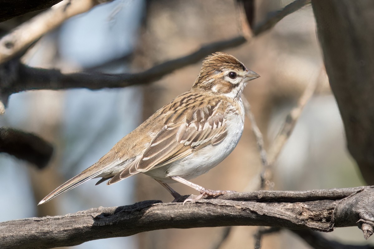 Clay-colored Sparrow - ML616806783