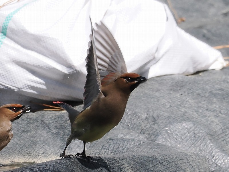 Japanese Waxwing - ML616806796