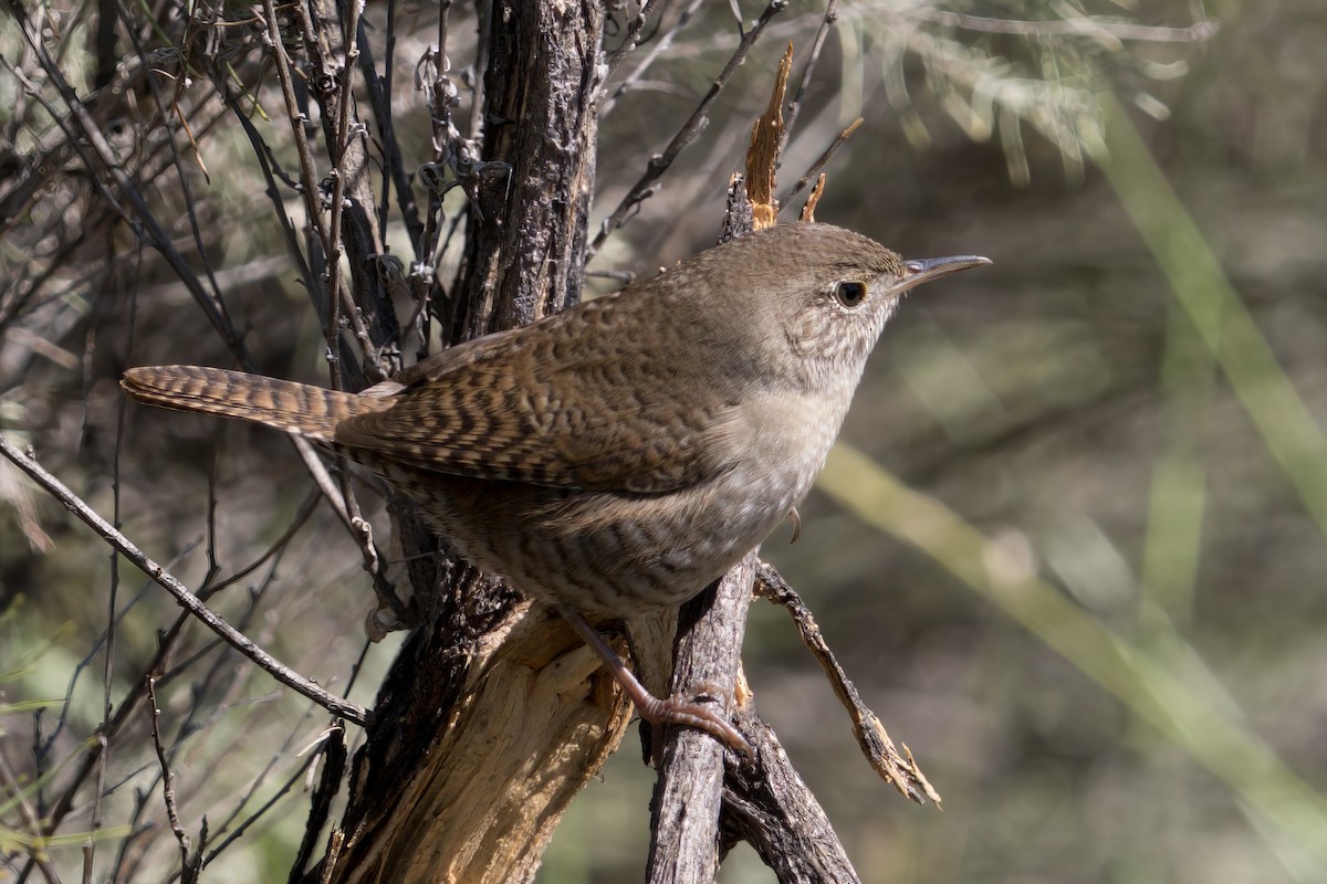 House Wren - ML616806797