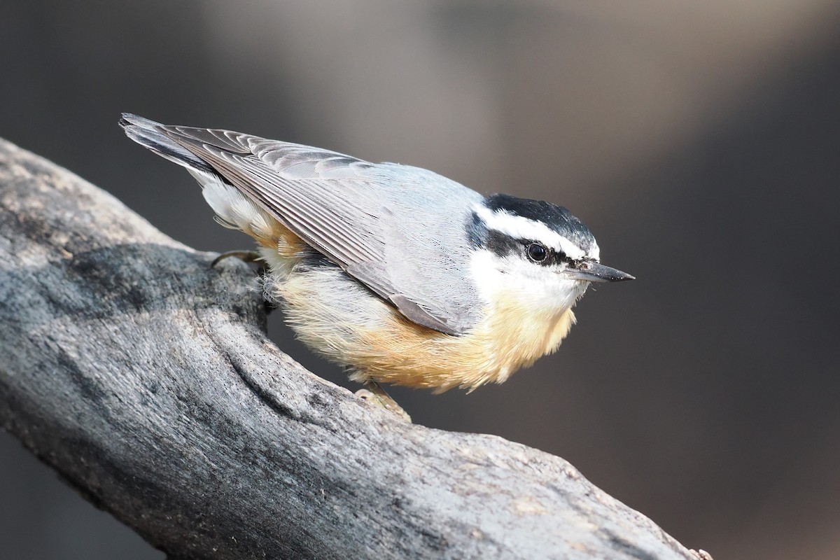 Red-breasted Nuthatch - ML616806798