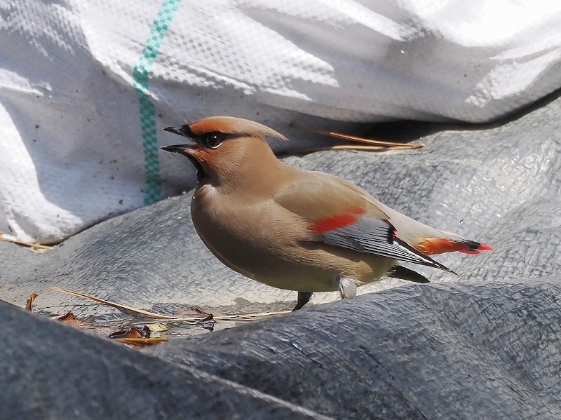 Japanese Waxwing - ML616806799