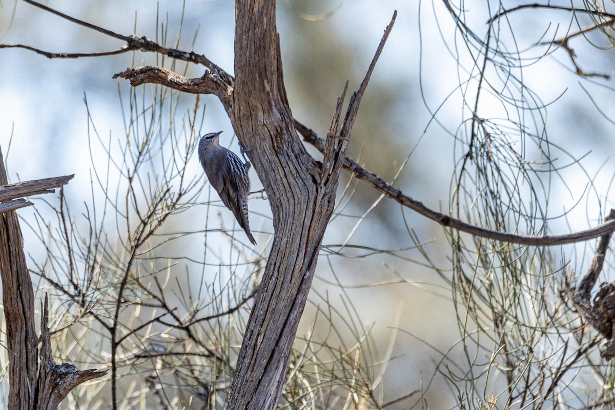 White-browed Treecreeper - Scott Jamieson