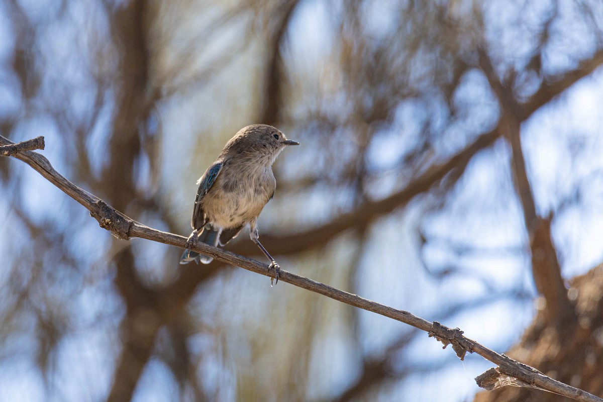 Splendid Fairywren - ML616806844