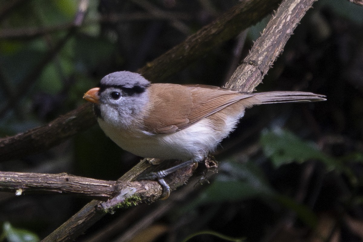 Paradoxornis à tête grise - ML616806852