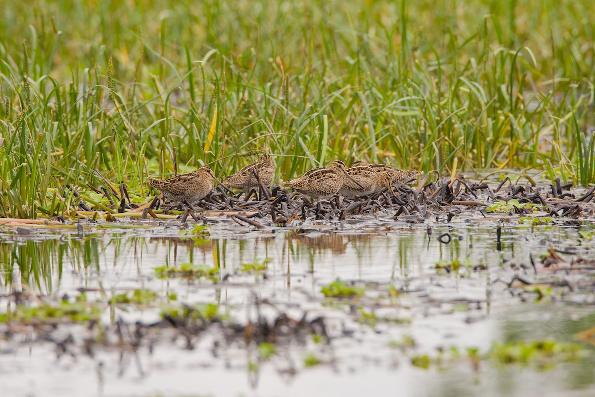 Latham's Snipe - ML616806877