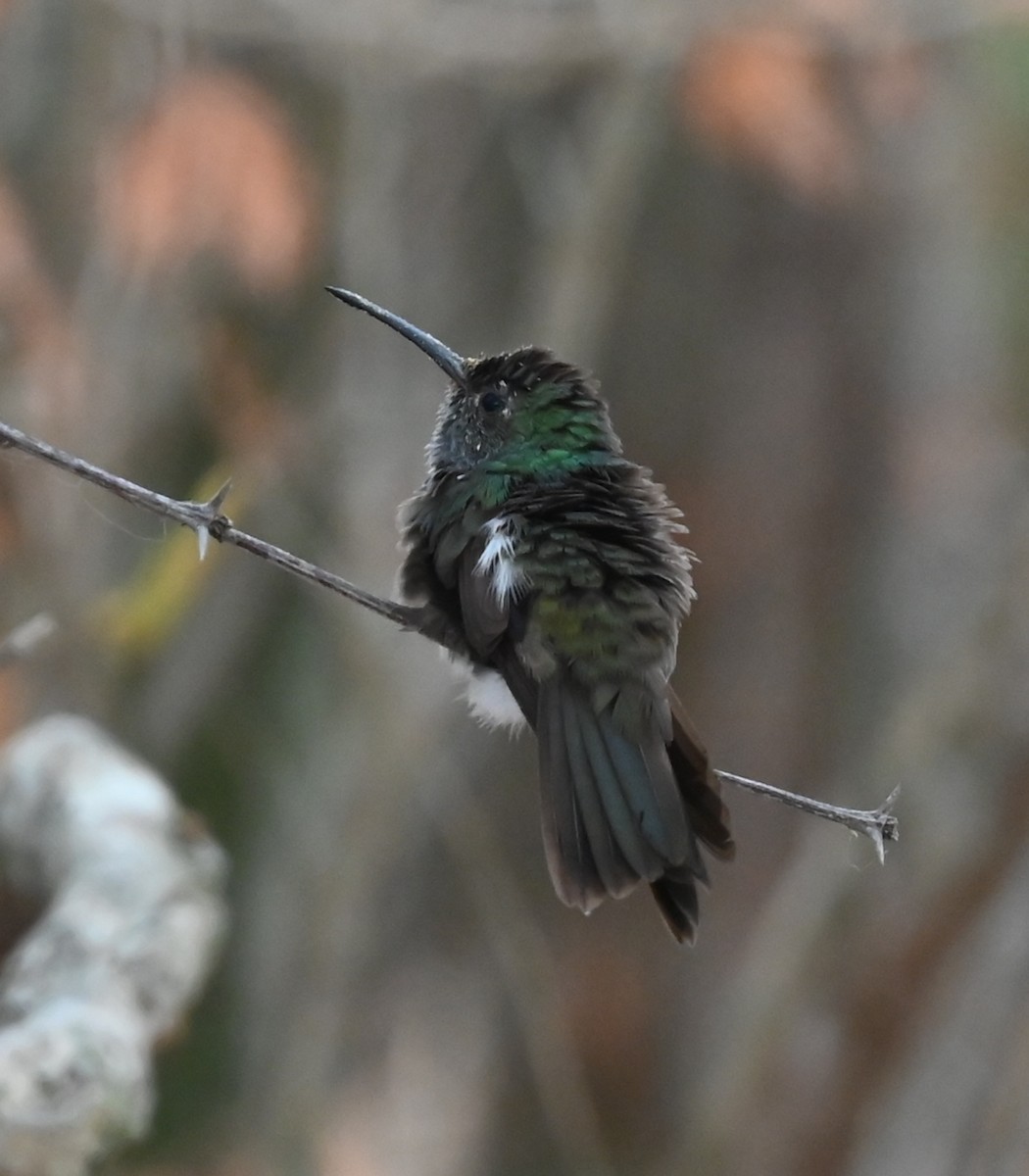 kolibřík honduraský - ML616806881