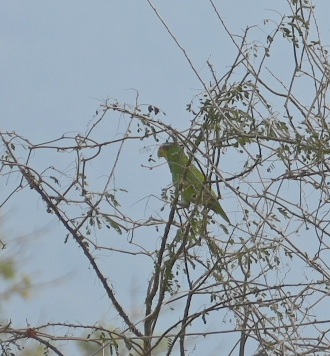 White-fronted Parrot - ML616806884
