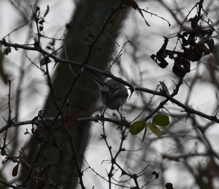 White-lored Gnatcatcher - ML616806890