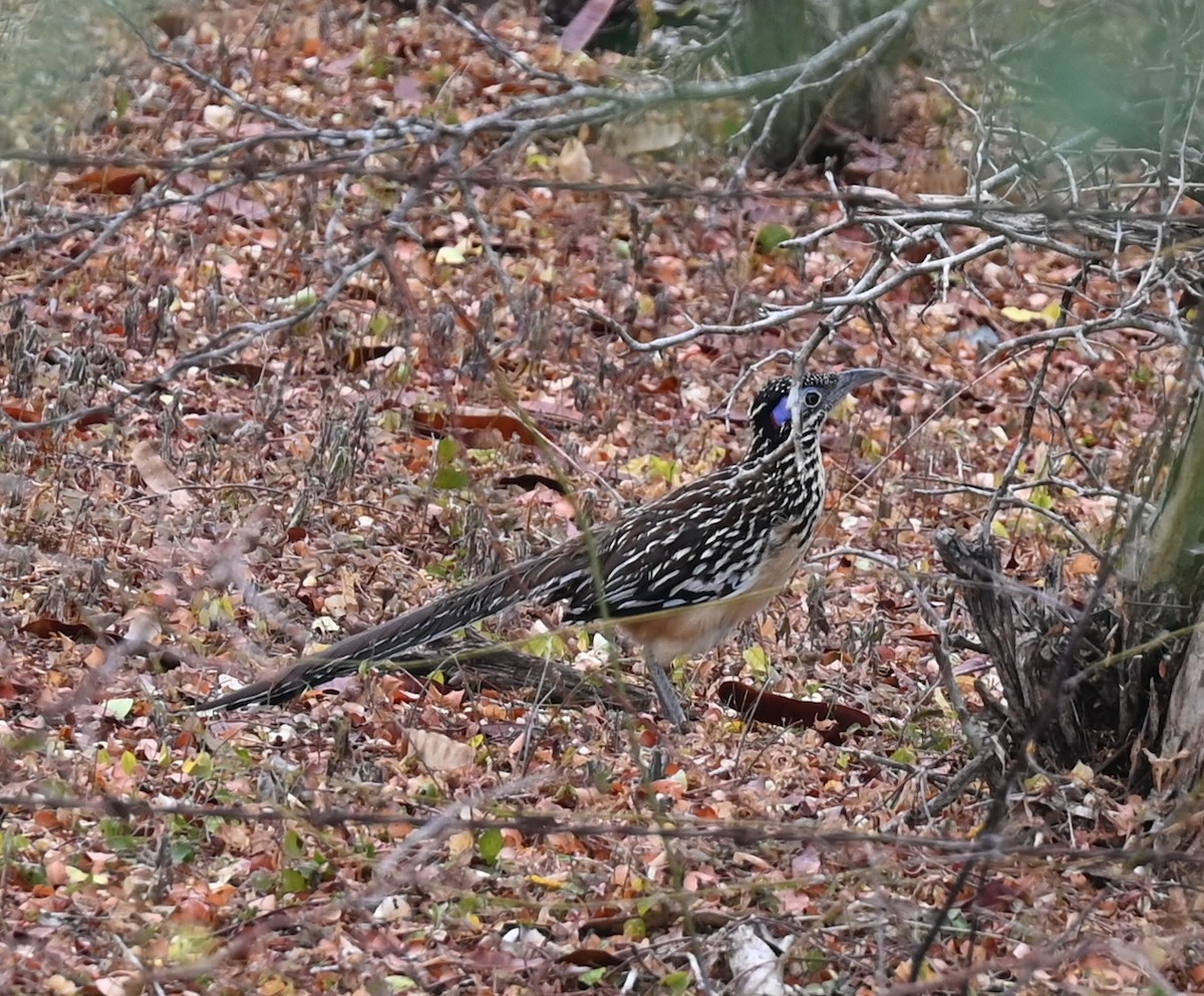 Lesser Roadrunner - Geoff Carpentier