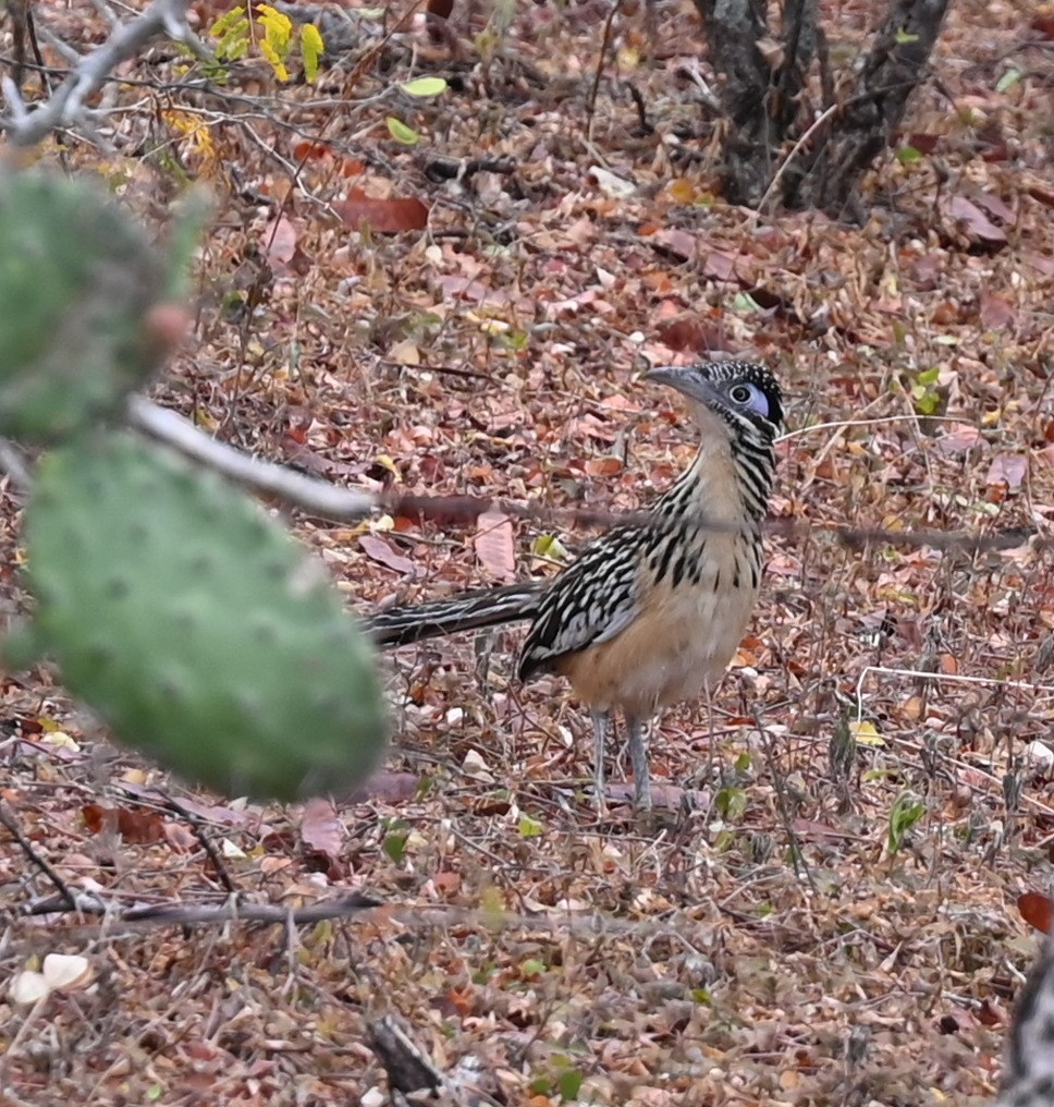 Lesser Roadrunner - ML616806903